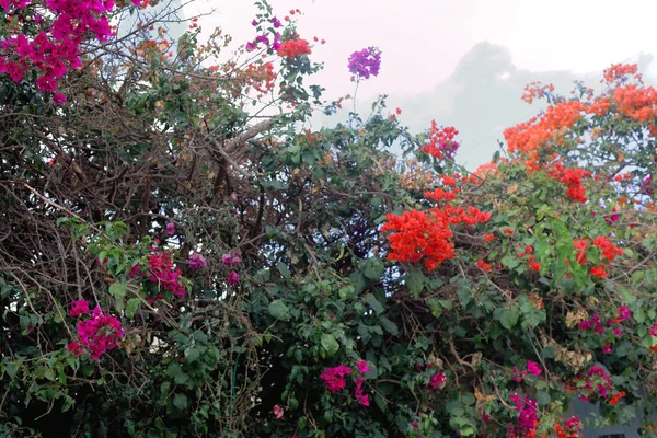 Fiori sporgenti sopra un muro del giardino. Mekelle-Etiopia. 0441 — Foto Stock