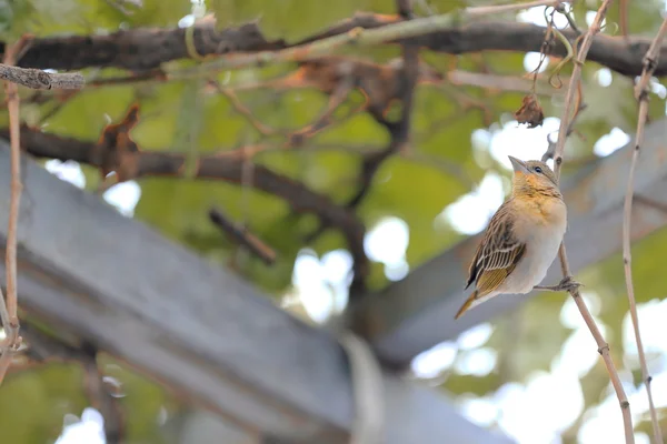 Small sparrow-like bird. Kombolcha-Ethiopia. 0502 — Stock Photo, Image