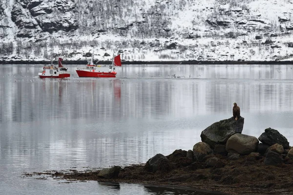Balıkçı Tekneleri Austnesfjorden Dan Kuzeye Doğru Yelken Açıyorlar Beyaz Kuyruklu — Stok fotoğraf