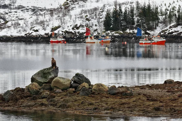 在奥斯特内斯特弗乔登的Sildpollnes半岛旁边的Torvvika湾停泊的渔船 白尾鹰栖息在岩石上 雪人登顶背景 Austvagoya Lofoten Island Nordland Fylke Norway — 图库照片