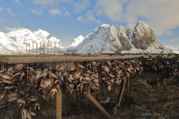 Soğuk Kış Havasında Şeklindeki Ahşap Kurutuculardan Sallanan Morina Kafaları Balık — Stok fotoğraf