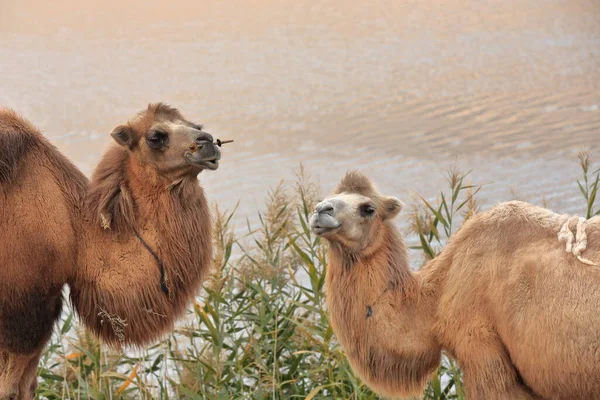 Par Camelos Bactrianos Vegetação Reedbed Margem Leste Sumu Barun Jaran — Fotografia de Stock
