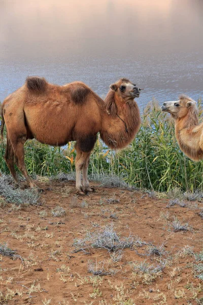 Par Camellos Bactrianos Vegetación Cañaveral Orilla Este Del Lago Sumu —  Fotos de Stock