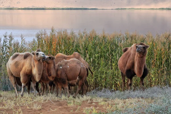 Group Bactrian Camels Reedbed Vegetation East Bank Sumu Barun Jaran — Stock Photo, Image