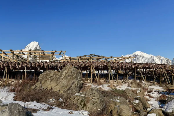 Soğuk Kış Havasında Ahşap Iskele Kurutucularından Sallanan Morina Kafaları Stok — Stok fotoğraf