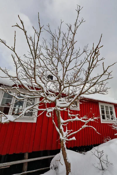 Neve Pesada Sobre Rorbuer Uma Vez Cabanas Pesca Sazonais Tradicionais — Fotografia de Stock