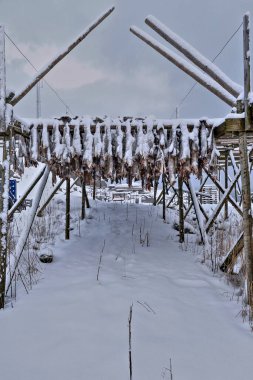 Şubat 'tan Mayıs' a kadar şiddetli kar yağışında soğuk kış havasında hjells-ahşap iskeleden sallanan taze, tuzsuz morina cesetleri. Reine-Moskenes-Lofoten-Nordland-Norveç.