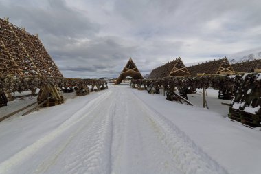 Ahşap A-çerçeve rafları ya da balık sürüsü tekerleği olmak için havayı kuruturken birbirine bağlanmış morina balığı başlıklı hjelller. Laukvik-Austvagoya-Lofoten-Nordland-Norveç.