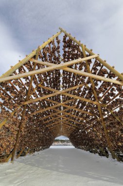 Ahşap A-çerçeve rafları ya da balık olmak için hava kurutma asarken birbirine bağlanmış morina balıklarından yapılmış hjelller. Laukvik balıkçı köyü ve tekneleri Austvagoya-Lofoten-Nordland-Norveç.