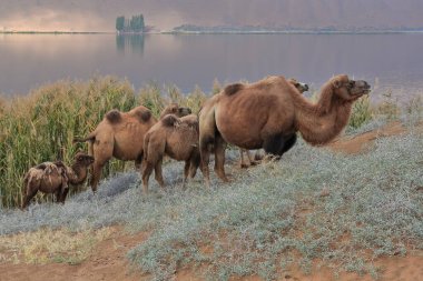 Group of Bactrian camels in the reedbed vegetation of the East bank of Sumu Barun Jaran Lake-one with control nose peg inserted in the nostrils. Badain Jaran desert-Alxa Plateau-Inner Mongolia-China. clipart
