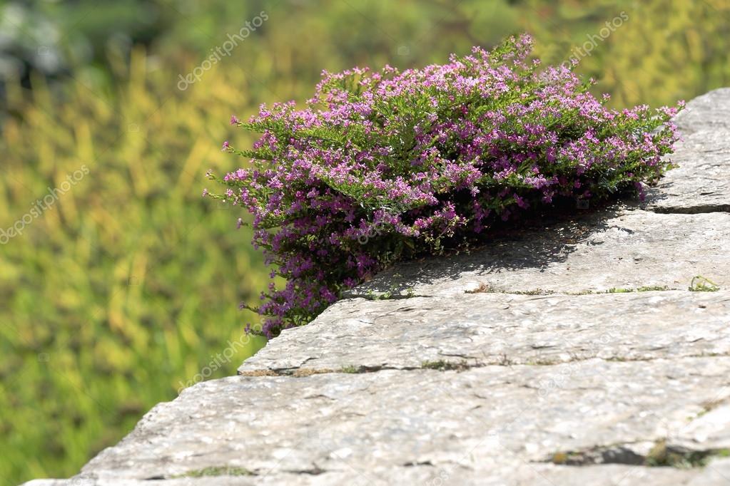 Arbuste De Petites Fleurs Rose De Rhododendron Ghandruk