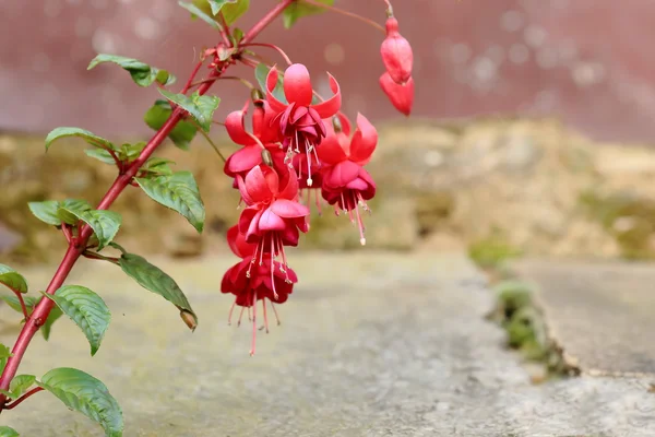 Fiori fucsia in Ghandruk-Nepal. 0629 — Foto Stock