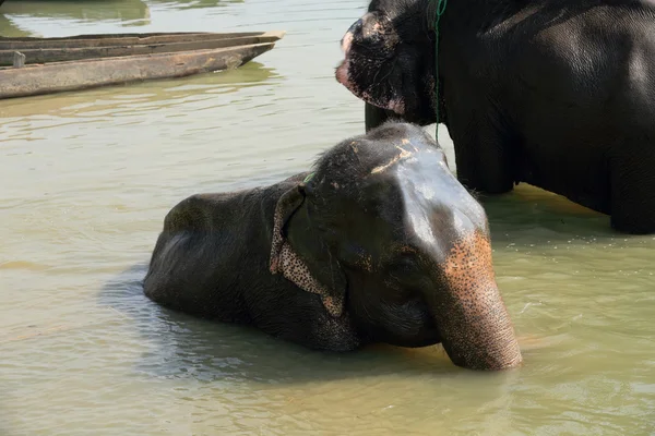 Elefanter i bad. Chitwan-Nepal. 0873 - Stock-foto