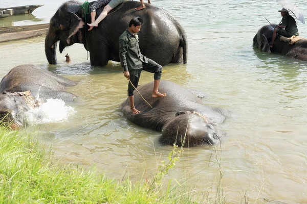 குளிக்கும்போது யானைகள். சித்வான்-நேபாளம் 0844 இல் — ஸ்டாக் புகைப்படம்