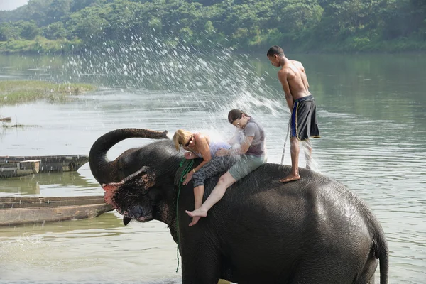 Elefanter i bad. Chitwan-Nepal. 0845 - Stock-foto