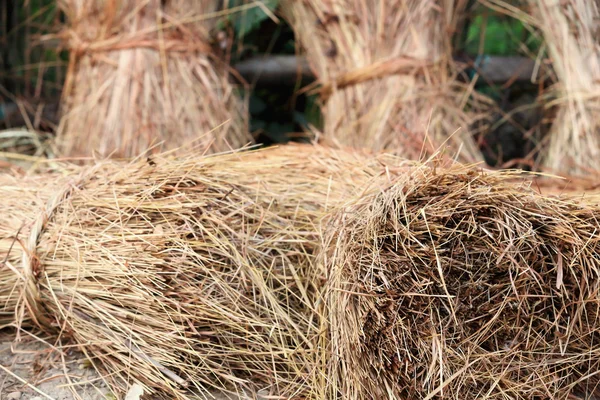 Pirinç saman demetleri. Patihani-Nepal. 0803