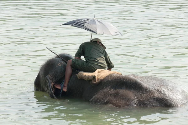 குளியலறையில் யானை. சித்வான்-நேபாளம் 0846 இல் — ஸ்டாக் புகைப்படம்