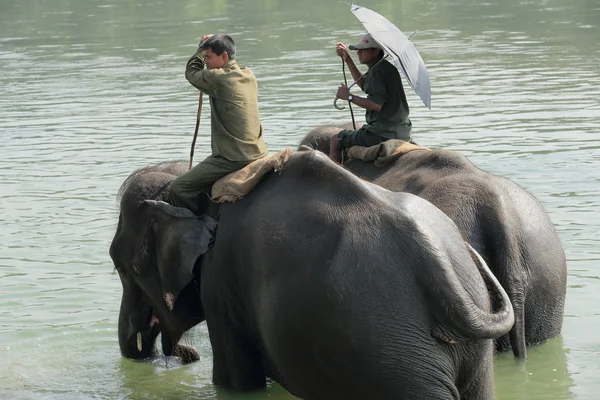 Elephants at bath. Chitwan-Nepal. 0877 — Stock Photo, Image
