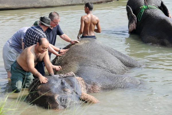 Elephants at bath. Chitwan-Nepal. 0856 — Stock Photo, Image