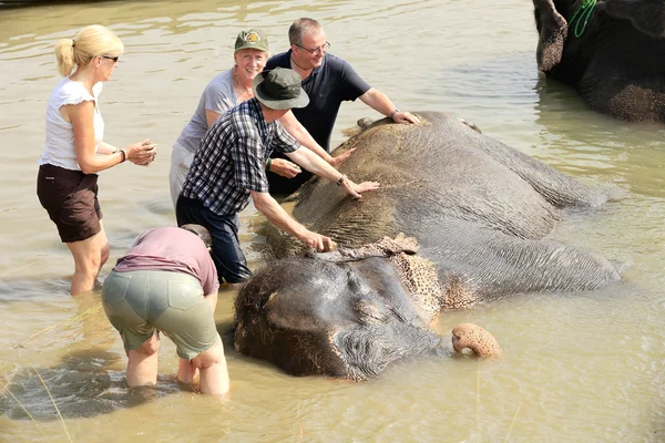 Des éléphants au bain. Chitwan-Népal. 0859 — Photo