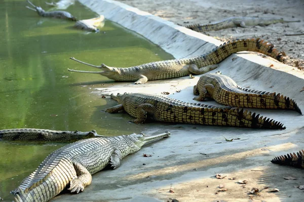 Avel gharials. Chitwan-Nepal. 0918 — Stockfoto