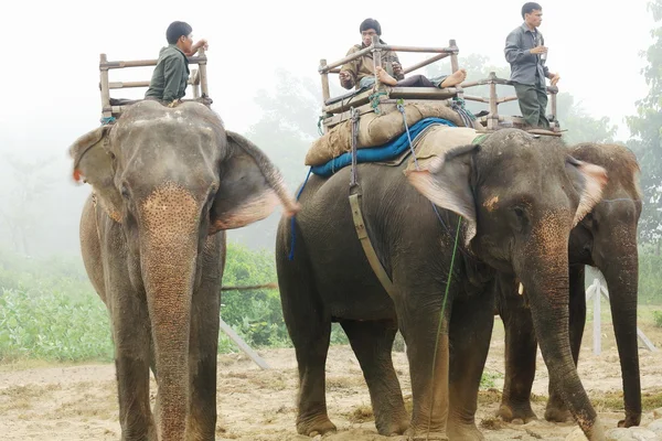 Indian elephants-mahouts on safari. Chitwan-Nepal. 0843 — Stock Photo, Image