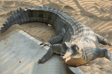 Üreme gharial. Chitwan-Nepal. 0921