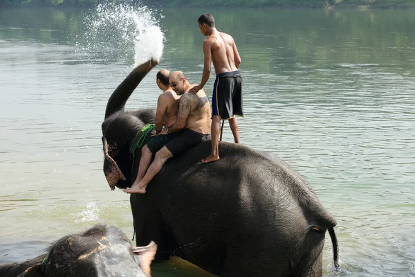 Elefanter i bad. Chitwan-Nepal. 0874 - Stock-foto