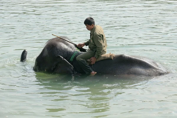 Éléphant au bain. Chitwan-Népal. 0849 — Photo