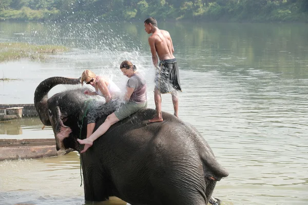 Gajah di kamar mandi. Chitwan-Nepal. 0851 — Stok Foto