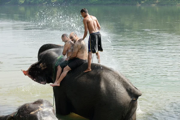 Elephants at bath. Chitwan-Nepal. 0875 — Stock Photo, Image