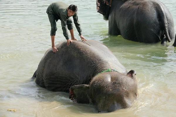 Elefanter i bad. Chitwan-Nepal. 0852 - Stock-foto