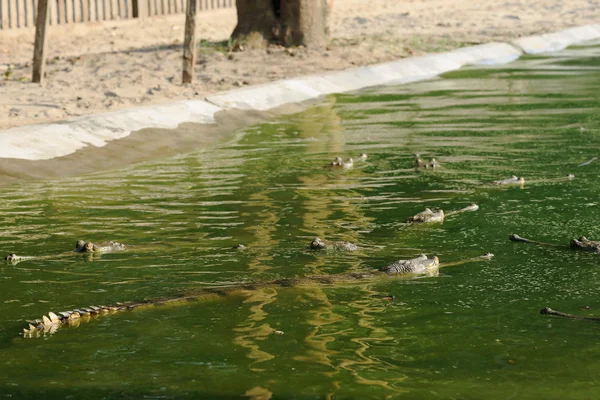 Criando gharials. Chitwan-Nepal. 0920 — Foto de Stock