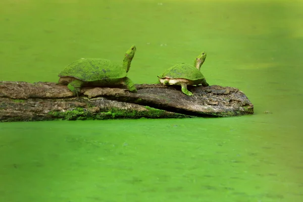 Asian leaf turtles -cyclemys dentata-. Chitwan-Nepal. 0924 — Stock Photo, Image