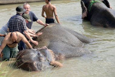 Filler, turist ile banyo. Chitwan-Nepal. 0857