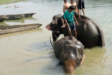 Filler, banyo. Chitwan-Nepal. 0878