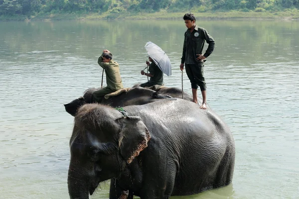 Elefanter i bad. Chitwan-Nepal. 0861 - Stock-foto