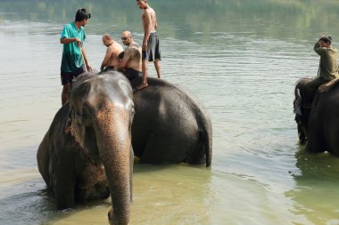 Filler, banyo. Chitwan-Nepal. 0879