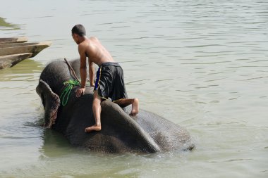 Banyo, fil. Chitwan-Nepal. 0860