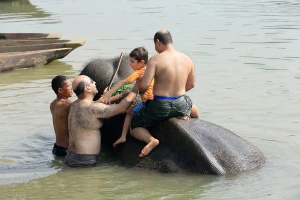 Elephant at bath. Chitwan-Nepal. 0864 — Stock Photo, Image