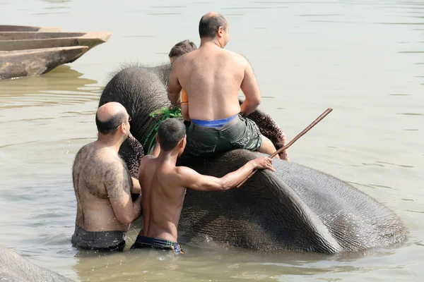 Elefante no banho. Chitwan-Nepal. 0866 — Fotografia de Stock