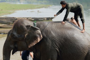 Banyo, fil. Chitwan-Nepal. 0867