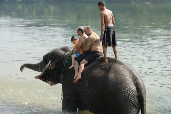 Elephant at bath. Chitwan-Nepal. 0872 — Stock Photo, Image