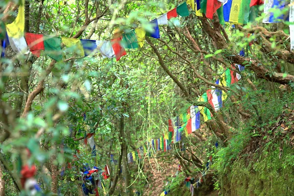 Budist dua bayrakları. Thrangu Tashi Yangtse Manastırı-Nepal. 1003 — Stok fotoğraf