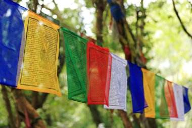 Budist dua bayrakları. Thrangu Tashi Yangtse Manastırı-Nepal. 1006