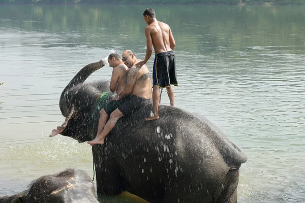 Elephant at bath. Chitwan-Nepal. 0876 — Stock Photo, Image