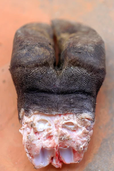 Hoof cut on the floor. Dhulikhel-Nepal. 1053 — Stock Photo, Image