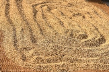 Çeltik pirinç sundrying. Panauti-Nepal. 1082