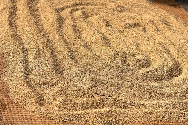 Çeltik pirinç sundrying. Panauti-Nepal. 1082 — Stok fotoğraf