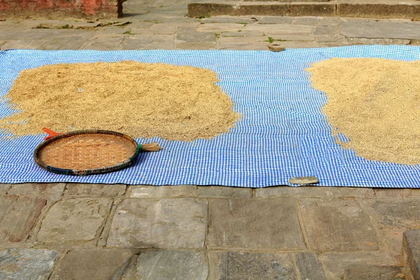 水稻稻 sundrying。Panauti-尼泊尔。1085 — 图库照片